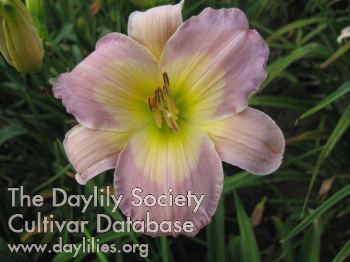 Daylily Lady Talk